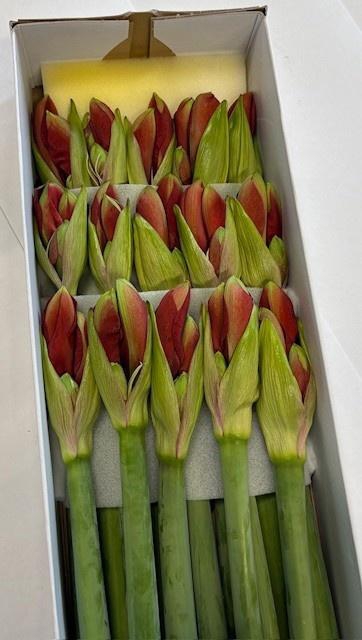 <h4>HIPP GA FERRARI</h4>