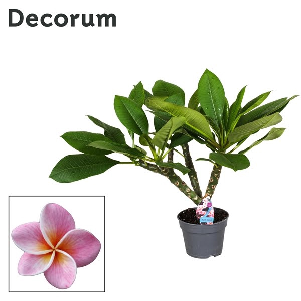 Plumeria Hawaiian 2/3 vertakt roze