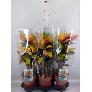 Codiaeum var. KL 'Mrs Iceton'