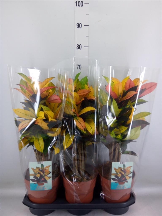 <h4>Codiaeum var. KL 'Mrs Iceton'</h4>