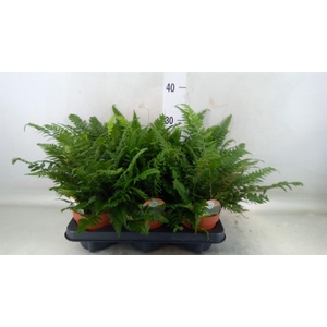 Polystichum tsussimense