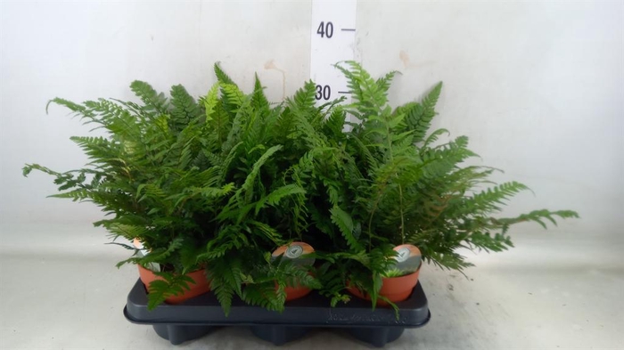 <h4>Polystichum tsussimense</h4>