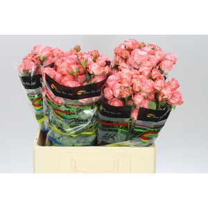 Rosa Tr Amazing Magic X5