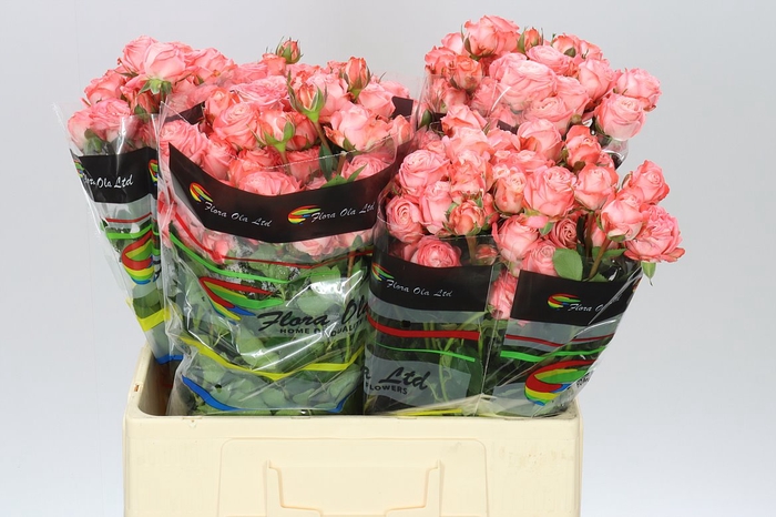 <h4>Rosa Tr Amazing Magic X5</h4>