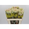 Blushing Bride 4/6 Flowers