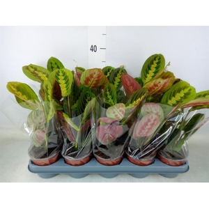 Maranta leuc. 'Fascinator'