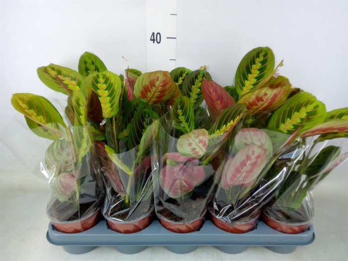 <h4>Maranta leuc. 'Fascinator'</h4>