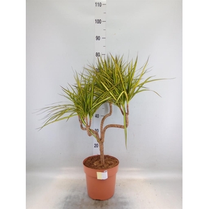 Dracaena marg. 'Sunray'