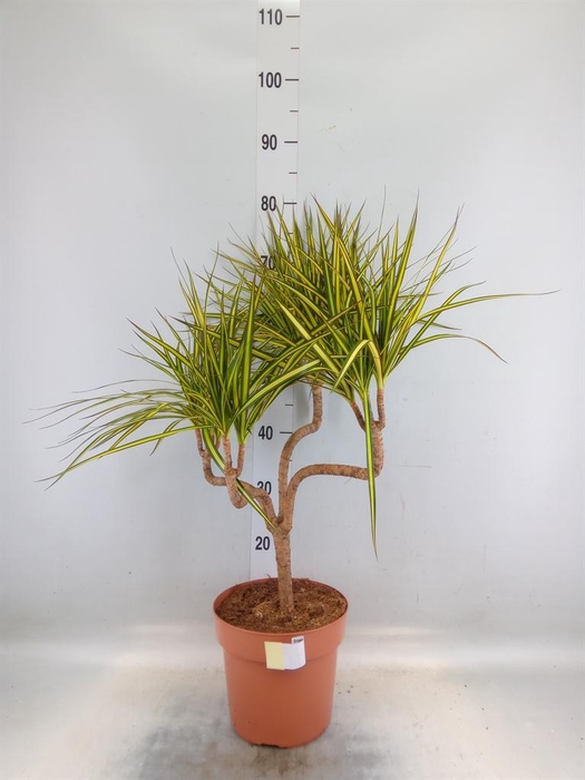 <h4>Dracaena marg. 'Sunray'</h4>