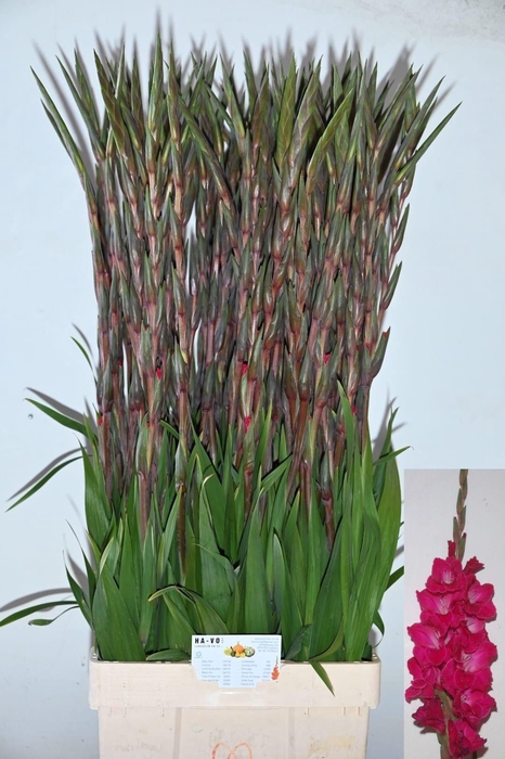 <h4>GLAD GR FAIRYTA PINK</h4>