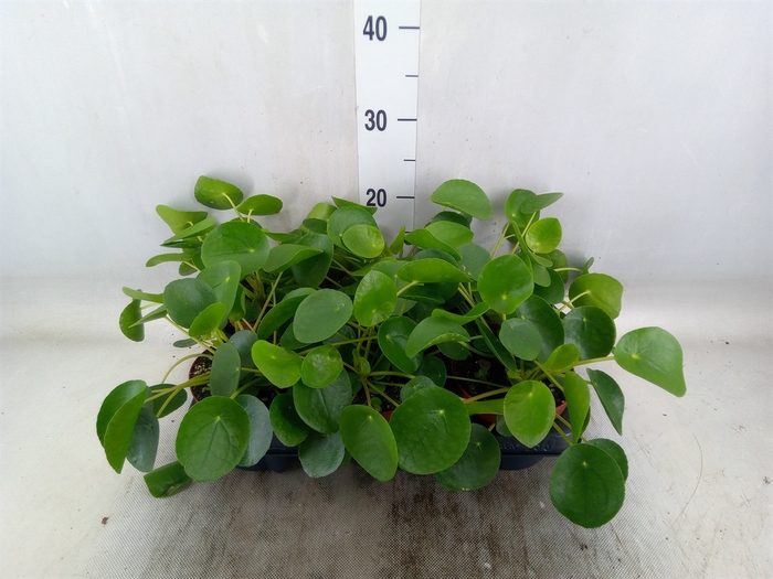 <h4>Pilea peperomoides</h4>