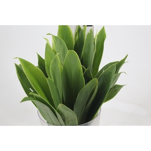 FOLHAGEM DRACENA ALBA