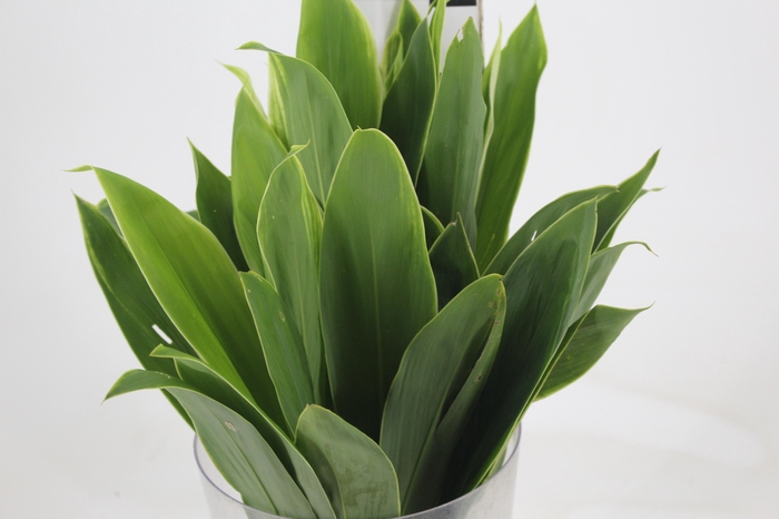 FOLHAGEM DRACENA ALBA