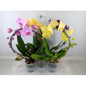 Phalaenopsis   ...