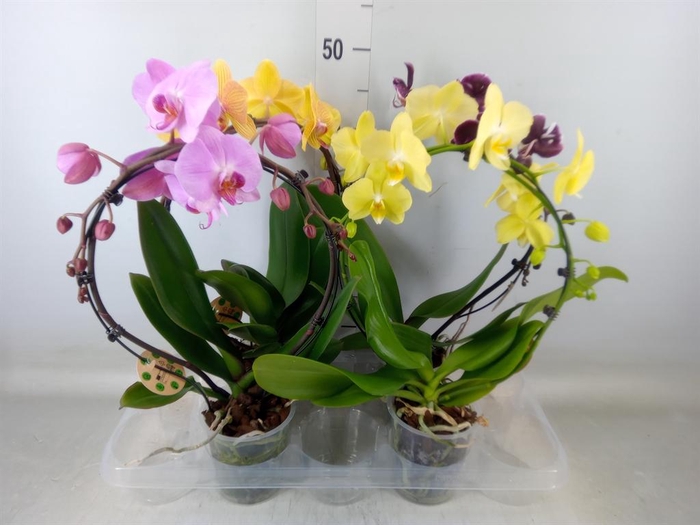 <h4>Phalaenopsis   ...</h4>