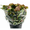 Viburnum Macrophyllum Blooming (Per Bunch)