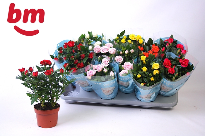 <h4>RO B MONDE GEM</h4>