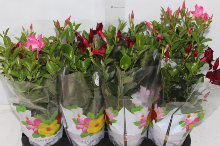 <h4>DIPLADENIA P15</h4>