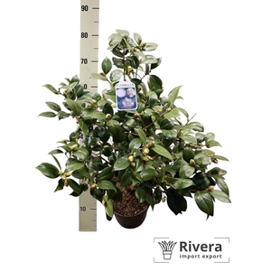 CAME J MATHOTIA ALBA