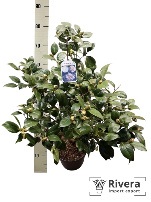 <h4>CAME J MATHOTIA ALBA</h4>