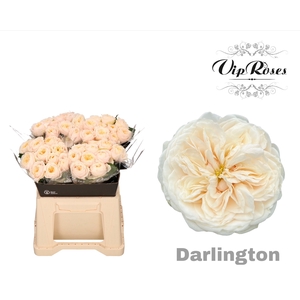 R GR DARLINGTON x40