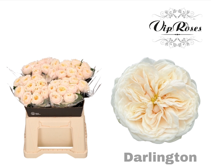 <h4>R GR DARLINGTON x40</h4>