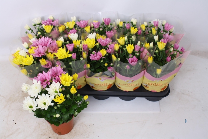 <h4>CHRYS GEM IN POT</h4>