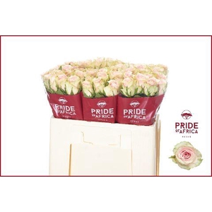 R GR PINK ATHENA