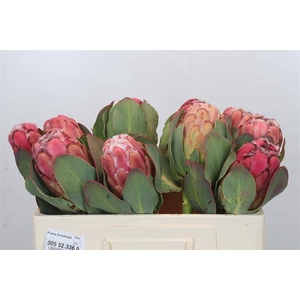 PROTEA GRANDICEPS