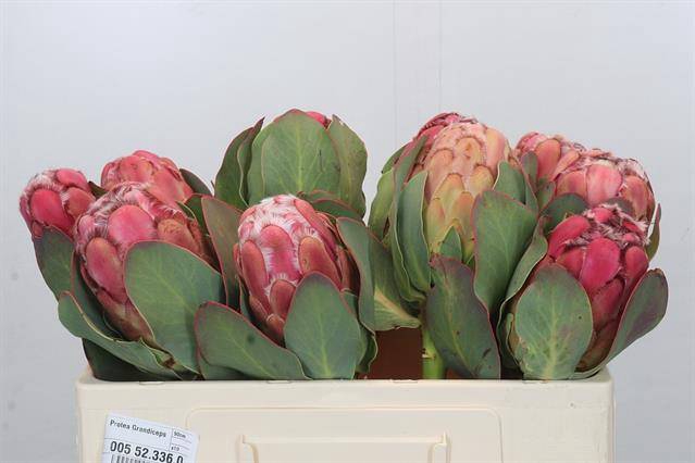 <h4>PROTEA GRANDICEPS</h4>