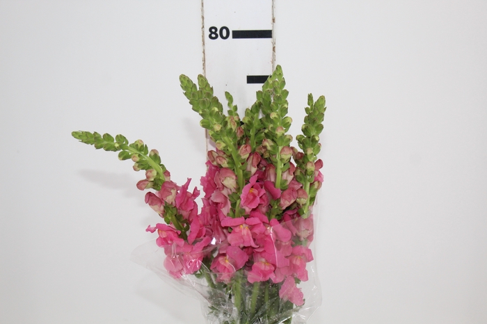 <h4>BOCA DE LEAO MONACO ROSE 080 CM</h4>