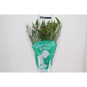 ALSTROEMERIA NIKITA 080 CM