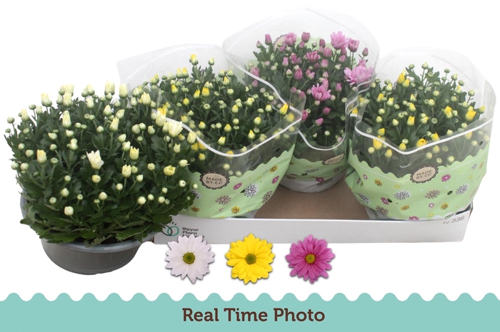 <h4>CHRYS GEM 3 KL</h4>