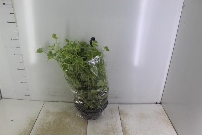 <h4>PEPEROMIA SCANDENS C21</h4>