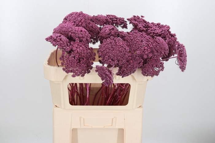 <h4>Ammi Zaad Kl Bh Metallic Erika</h4>