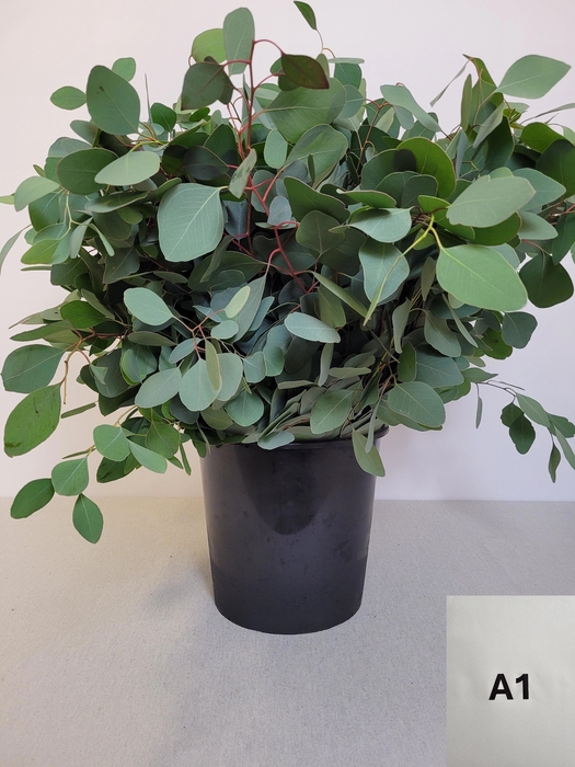 EUC POPULUS PER STEEL -IT-