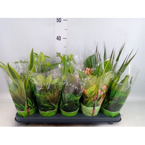 Planten Groen   ...mix  6