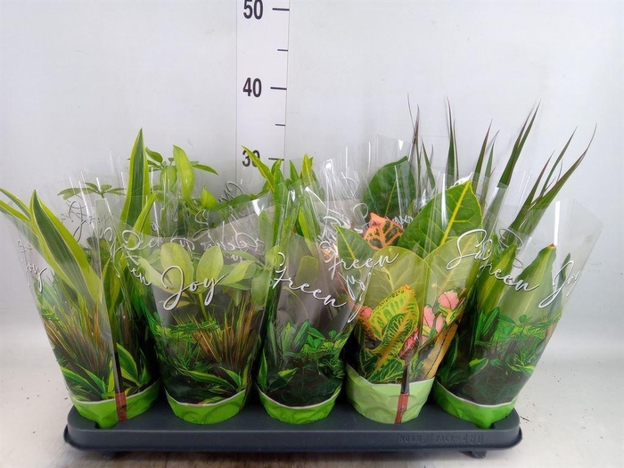 <h4>Planten Groen   ...mix  6</h4>