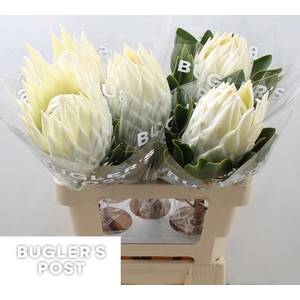 Protea cynaroides Ayoba Arctic Ice Boxes!
