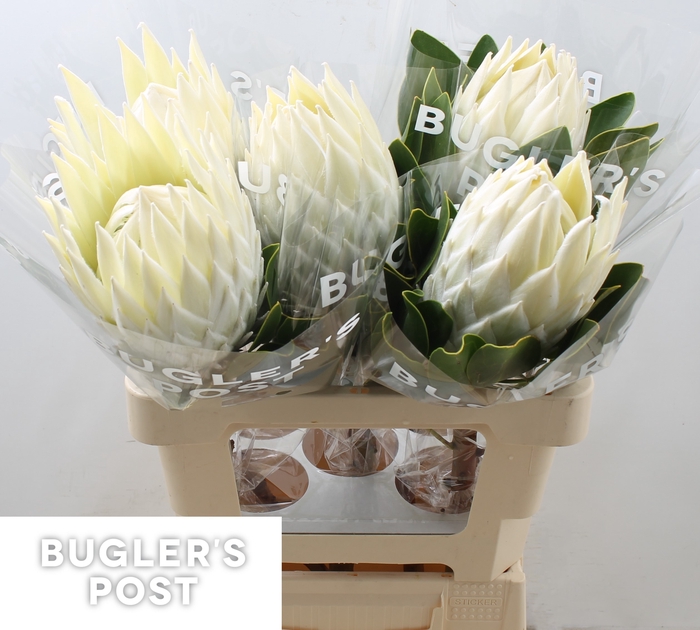 <h4>Protea cynaroides Ayoba Arctic Ice Boxes!</h4>