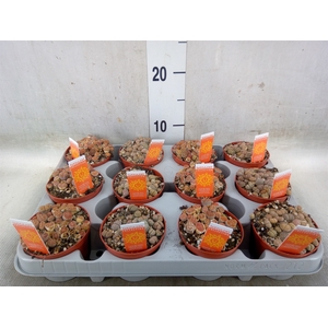 Lithops spp.