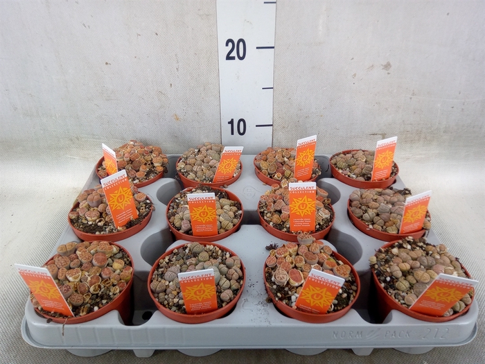 <h4>Lithops spp.</h4>