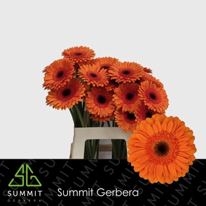 Gerbera Durango Water