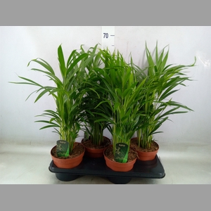 Dypsis lutescens   ...Chrysalidoca