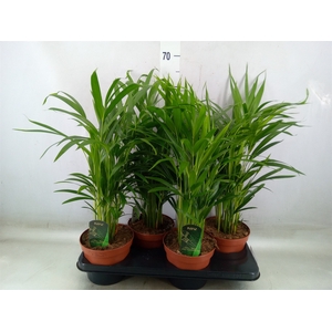 Dypsis lutescens   ...Chrysalidoca