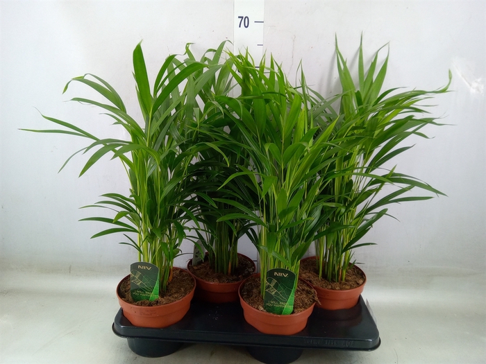 <h4>Dypsis lutescens   ...Chrysalidoca</h4>