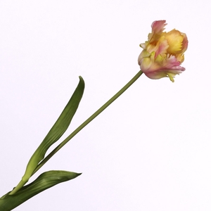Tulip Parrot Cream Pink FL440259CPK