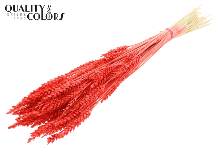 <h4>Triticum per bunch Intense Coral</h4>