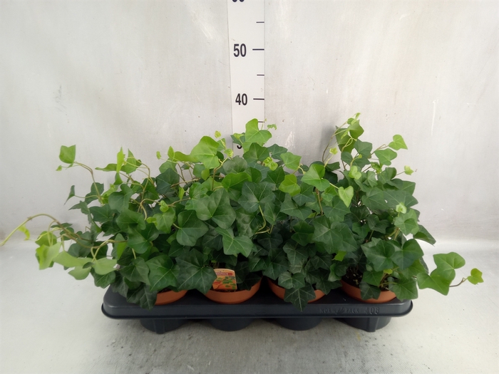 <h4>Hedera hibernica</h4>