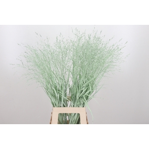 Panicum Kl Bh Mint Groen